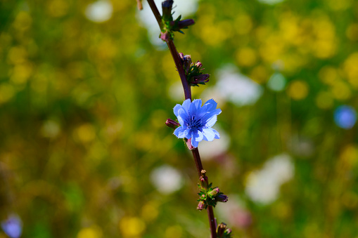 A close-up photo of a blue wild flower. It blossom in the October in the Vermont, USA