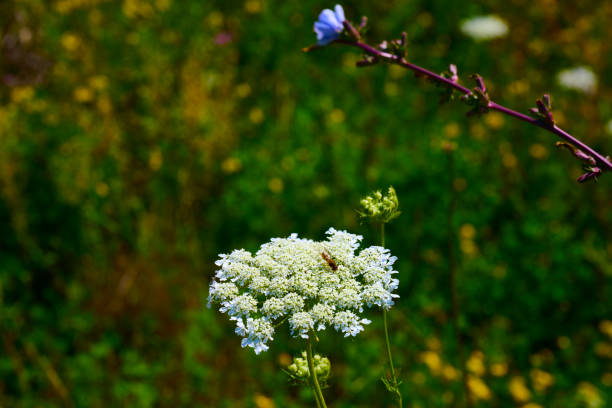 Blurred macro view of delicate white wildflowers amidst abundant green foliage near a body of water for natural ambiance.