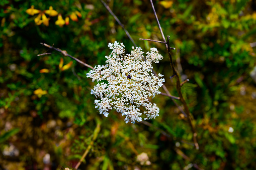 Flowering cushion of Iberis sempervirens in the garden