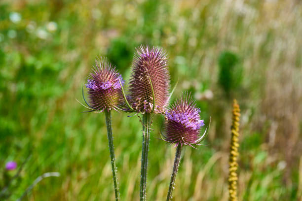 Untouched nature. When a small piece of cultivated land is left alone for a year during the summer, a remarkable transformation takes place. wildflowers begins to emerge, painting the landscape with vibrant hues. Native plants reclaim their territory and bring biodiversity back to the area. Buried seeds from seasons past awaken, shooting up.