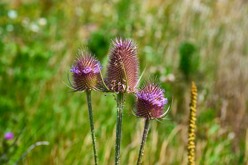 Cotton Thistle, Onopordum acanthium, sometimes posited as the Scotch or Scottish Thistle, flower and  bud.