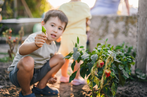 Little caucasian boy picking fresh vegetables together with his family, smiling while showing to camera fresh picked papper in an organic garden. Self-sufficient family gather fresh produce.
