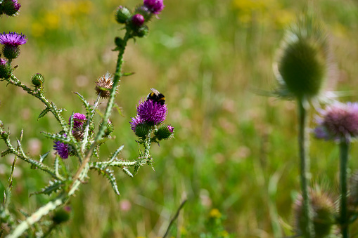 Untouched nature. When a small piece of cultivated land is left alone for a year during the summer, a remarkable transformation takes place. wildflowers begins to emerge, painting the landscape with vibrant hues. Native plants reclaim their territory and bring biodiversity back to the area. Buried seeds from seasons past awaken, shooting up.