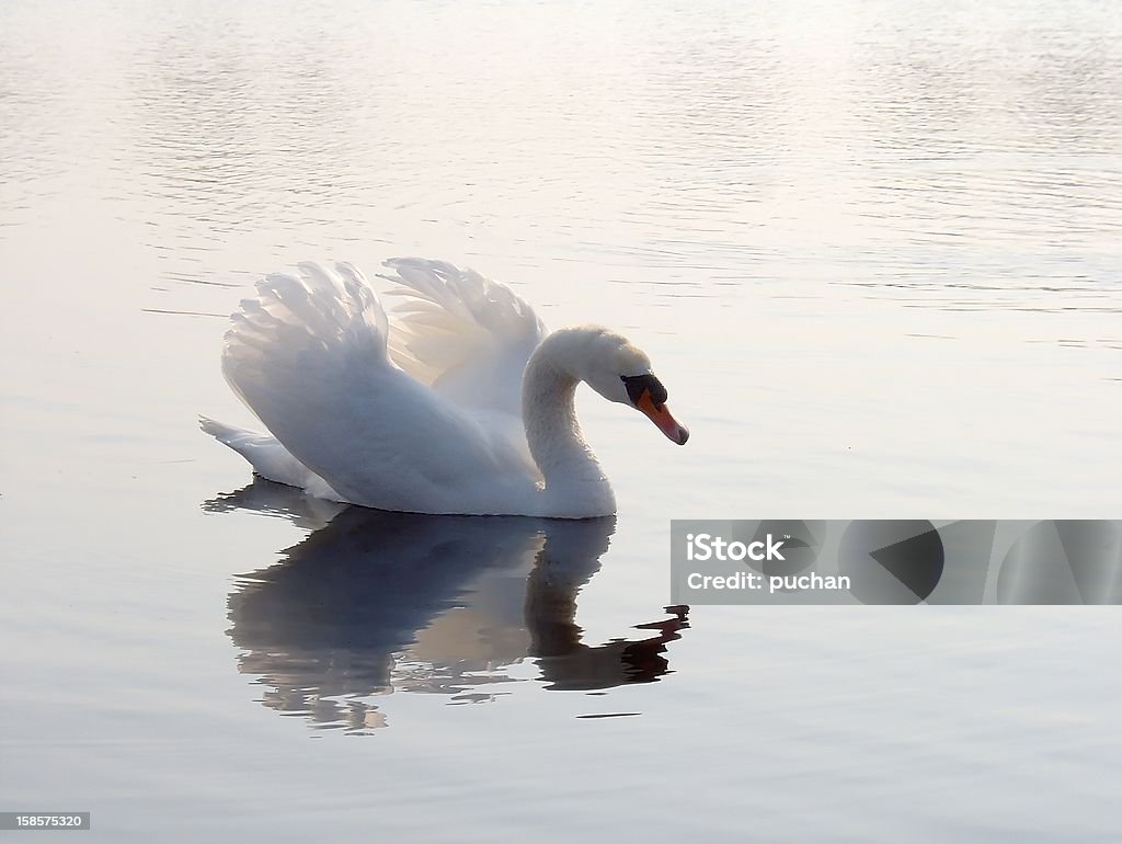 swan en el agua - Foto de stock de Agua libre de derechos