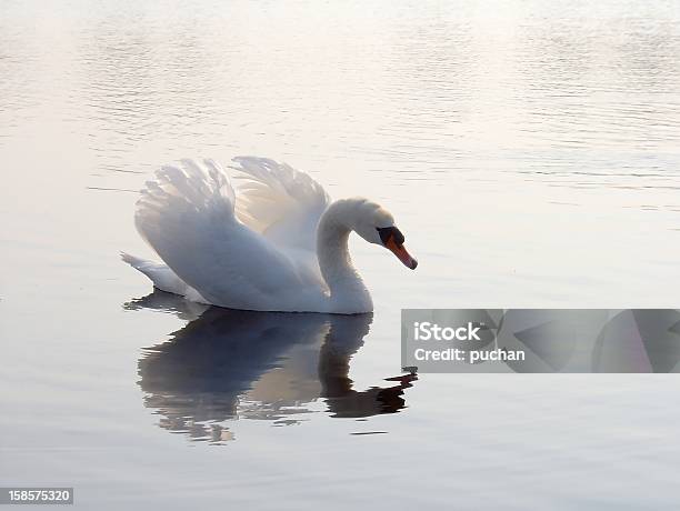 Swan En El Agua Foto de stock y más banco de imágenes de Agua - Agua, Aire libre, Animales salvajes