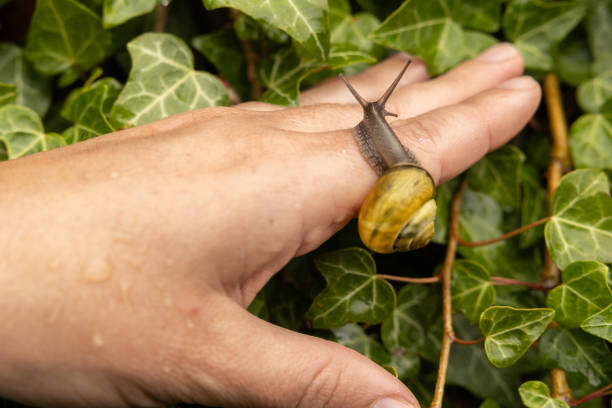 An ordinary snail with a shell sits on a woman's arm against the background of a wall decorative ivy, the concept of environmental protection. High quality photo