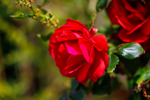 Camellia with green leaves