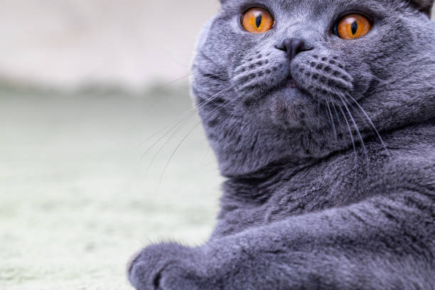 istock cat with orange eyes is laying on a white surface. Grey Scottish fold cat resting and boring 1585781639