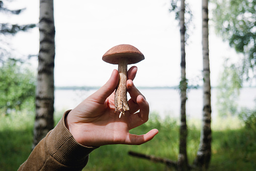 A mushroom in the hand of a man against a background of trees.