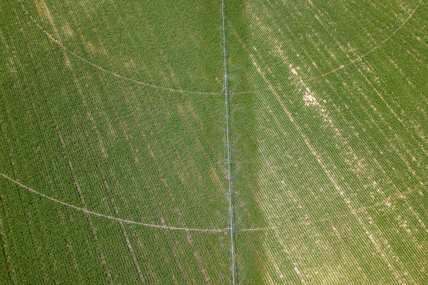istock A circle of wheat has a circle 1585790372