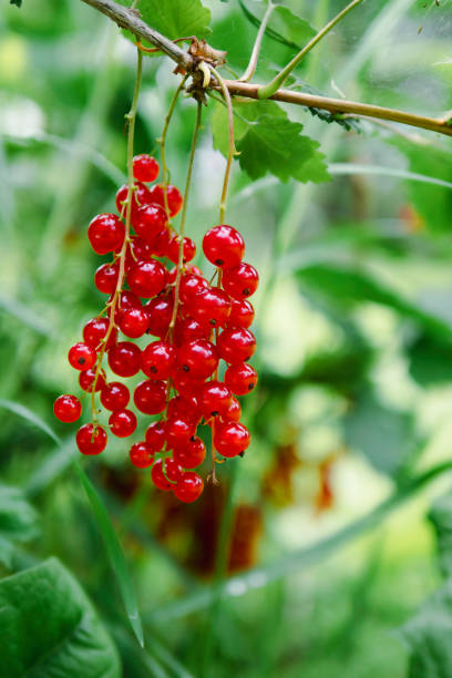 istock A branch of red currant. Harvesting, natural farming. 1585792009