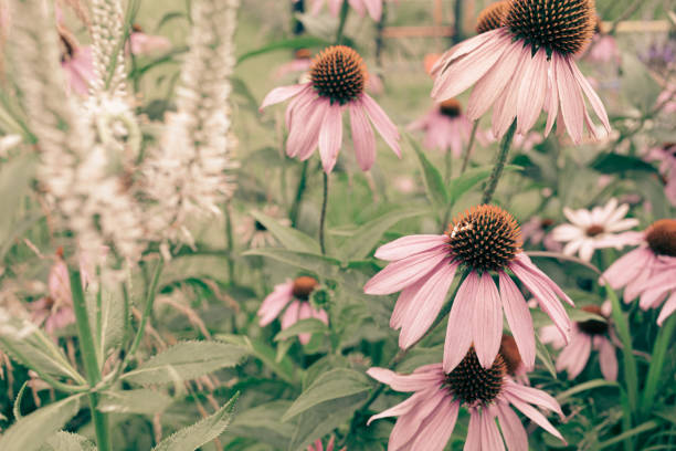 Close up of pink colored coneflower in a garden