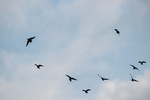 istock birds flying in a cloudy sky 1585795377