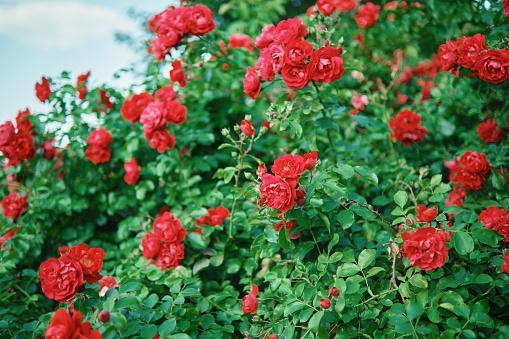 Bushes of blooming bright red roses in the garden.