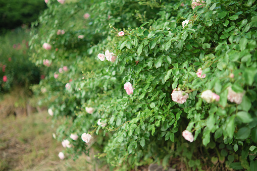 Bushes of blooming light pink roses in the garden, thick hedges, thickets of roses.