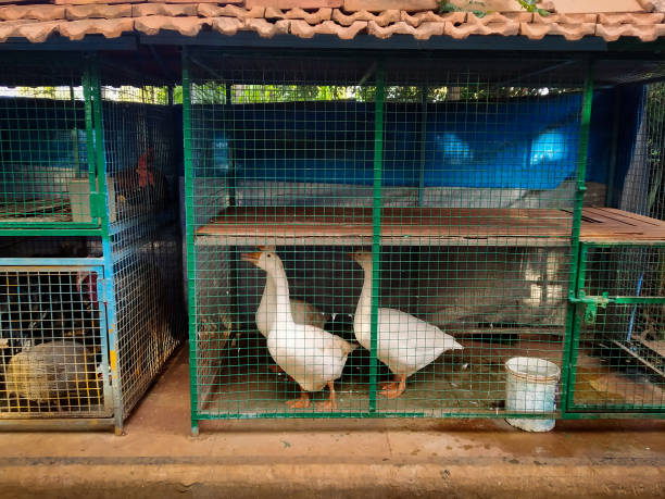 Domestic white colored ducks in cage, India