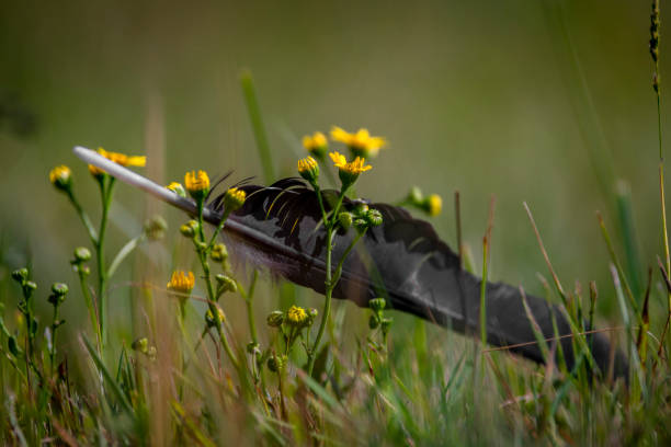 Rook black bird feather alone in summer flower color fresh meadow
