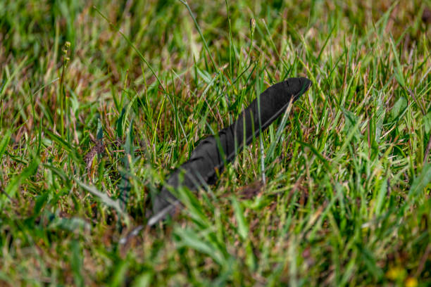 Rook black bird feather alone in summer flower color fresh meadow