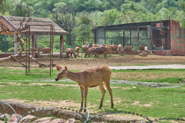 istock A big deer family 1585834615