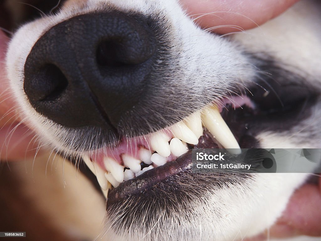 犬の歯 - 保護のロイヤリティフリーストックフォト