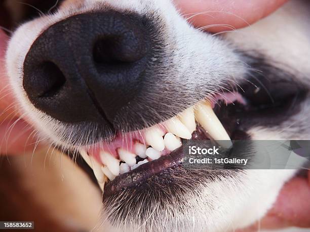 犬の歯 - 保護のストックフォトや画像を多数ご用意 - 保護, 写真, 動物の歯