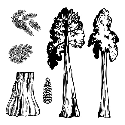 Hand-drawn Coastal redwood (Sequoia sempervirens). Vector sketch  illustration.