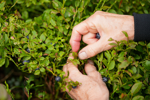 Close up of woman hands picking Mountain blueberries from the bush on Plateau Pokljuka on end of July and beginning of August.  It is Karst Plateau located in the Julian Alps at an elevation up to 1400 meters in northwestern Slovenia and is famous for winter sports as well as for blueberries, strawberries and mushrooms.