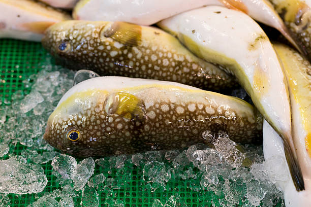 Fugu, or Pufferfish, at Seafood Market in Japan stock photo