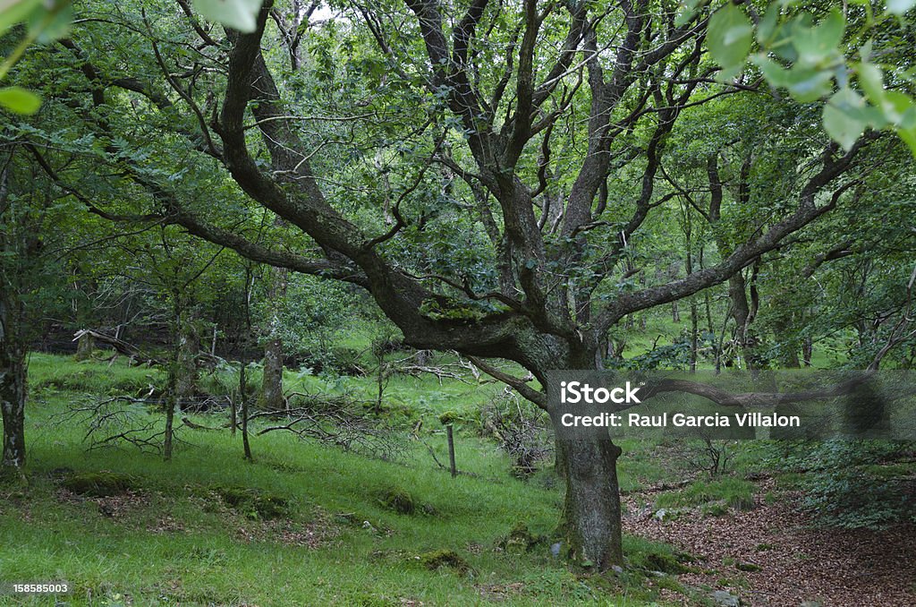 Floresta verde - Royalty-free Ao Ar Livre Foto de stock