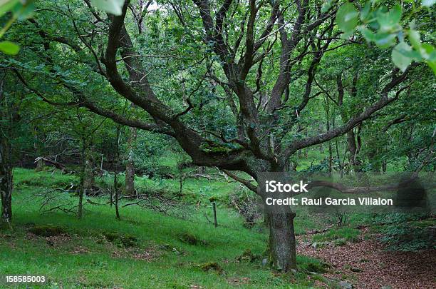 Floresta Verde - Fotografias de stock e mais imagens de Ao Ar Livre - Ao Ar Livre, Arbusto, Beleza natural