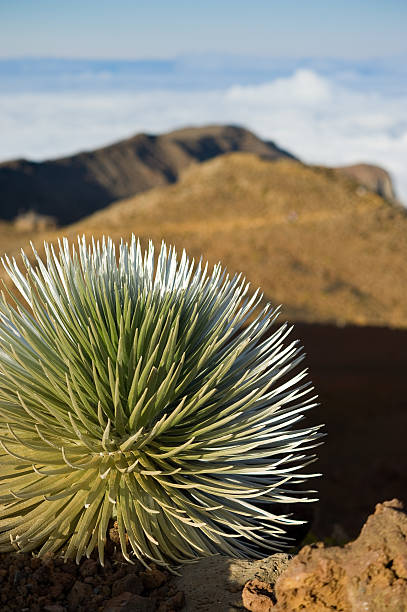 silversword - haleakala silversword fotografías e imágenes de stock