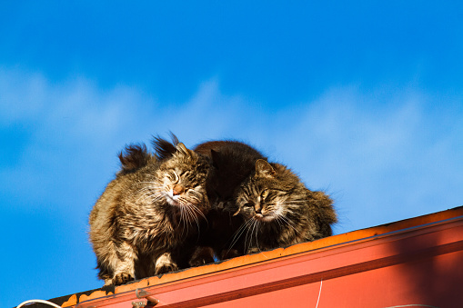 Low-angle shot of three cats looking down from the roof, cats sitting on the roof, cute kittens on the rooftop, home pets against the blue sky, two cats on the roof.