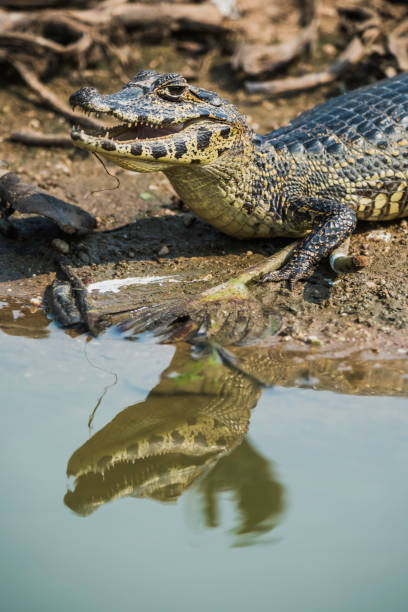 broad snouted caiman,(caiman latirostris) baby, pantanal, mato grosso, brazil. - snouted imagens e fotografias de stock