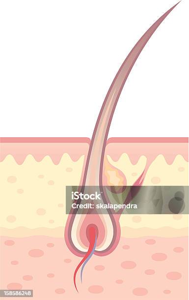 Lampadina Per Capelli - Immagini vettoriali stock e altre immagini di Capelli - Capelli, Ghiandola del corpo umano, Anatomia umana