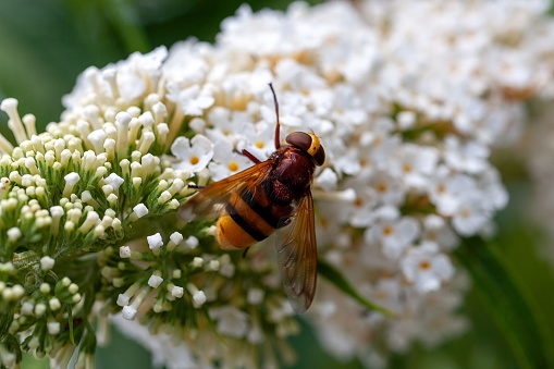 Hornet mimic hoverfly, Volucella zonaria, on a flower