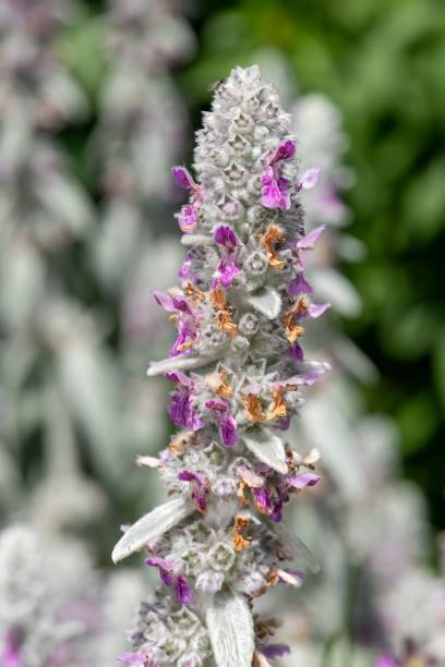 Woolly hedgenettle (stachys byzantina) plant Close up of a woolly hedgenettle (stachys byzantina) plant in bloom big ears stock pictures, royalty-free photos & images