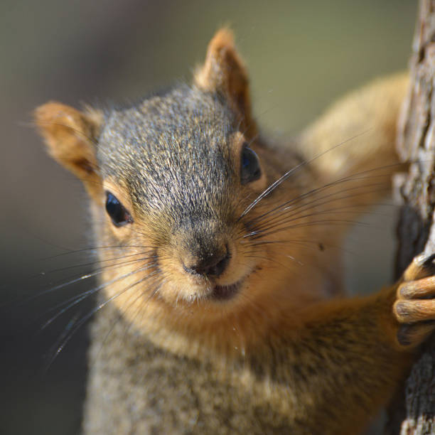 istock Portrait of a Squirrel 158587656
