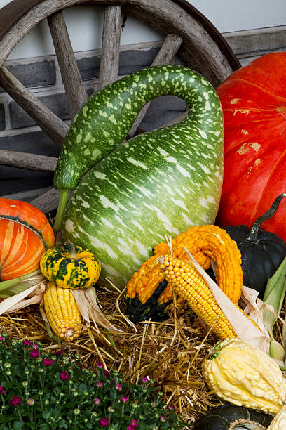 raccolto autunnale - marrow squash autumn corn crop hay foto e immagini stock