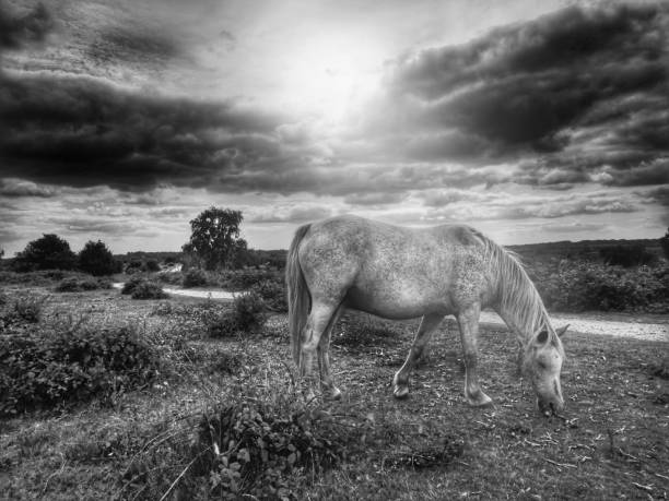 istock White Horse Grazing in Black and White 1585890219