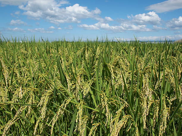 rice field in fall stock photo