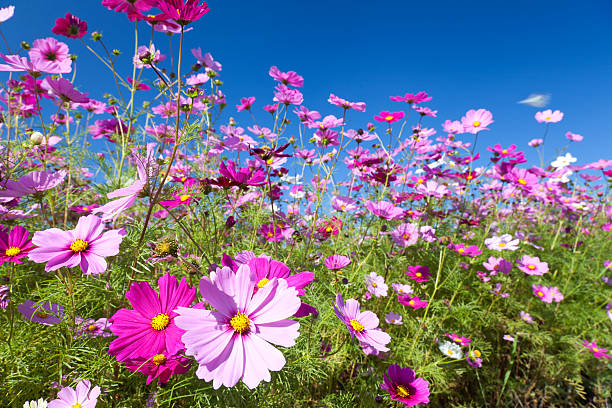 istock Cosmos flower and the sky 158589269