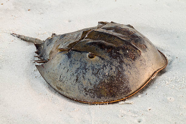 A horsehoe crab sitting on the beach.