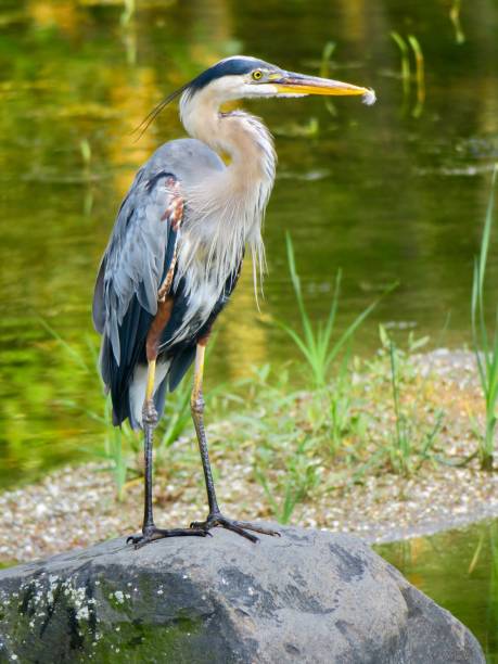istock A Heron at a Lake 1585893332