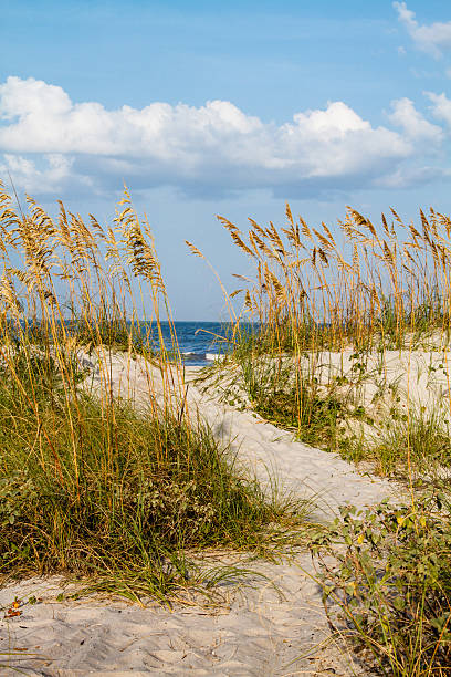 경로 모래 해변. - sand beach sand dune sea oat grass 뉴스 사진 이미지