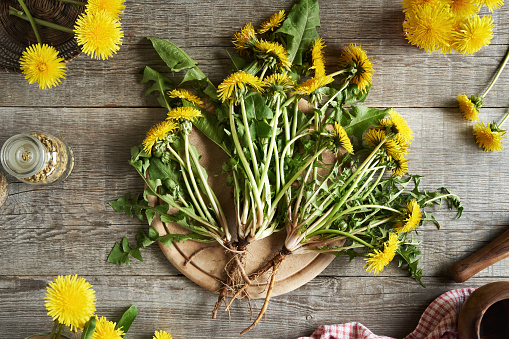 Fresh blooming dandelion plant with roots on a wooden table, top view