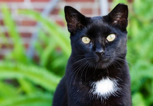Black cat with striking yellow eyes.