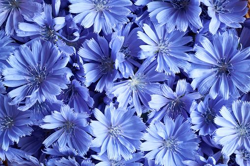 Blue background made of fresh wild chicory or succory flowers, top view