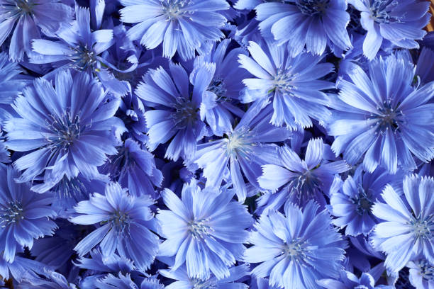 fundo feito de flores de chicória azul - succory - fotografias e filmes do acervo
