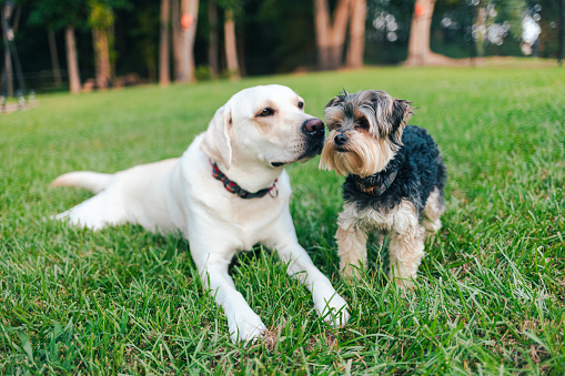 White Lab and Yorkshire Terrier