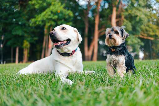 White Lab and Yorkshire Terrier